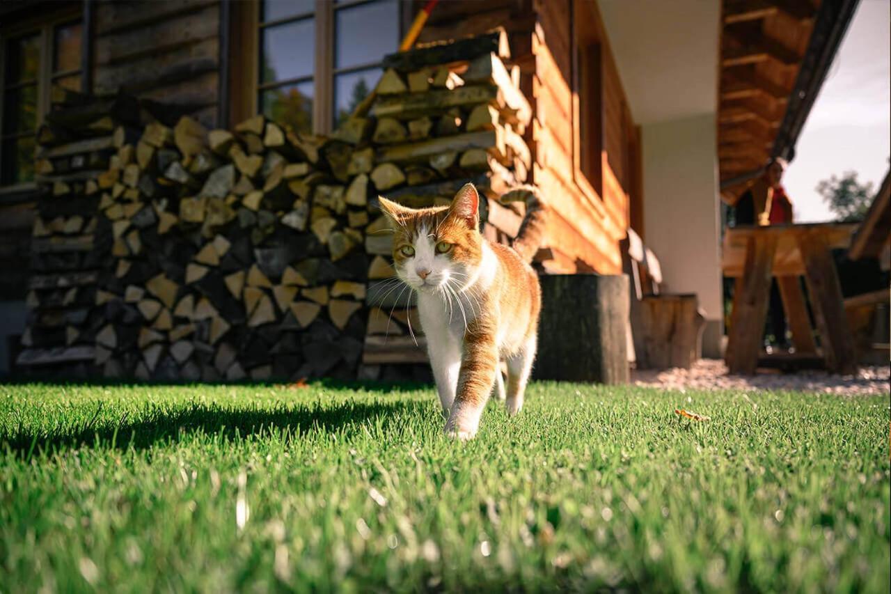 Alpine Homestead Goreljek Eksteriør bilde